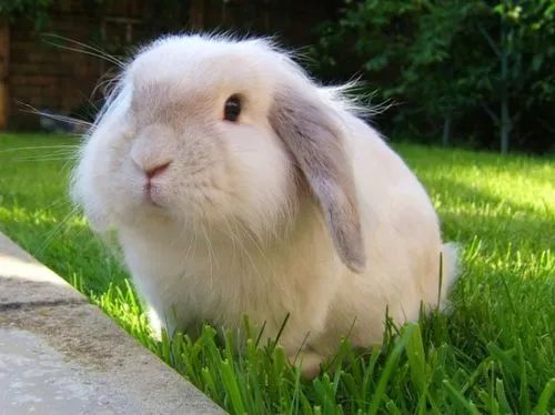 垂耳兔多少钱一只？垂耳兔养护知识