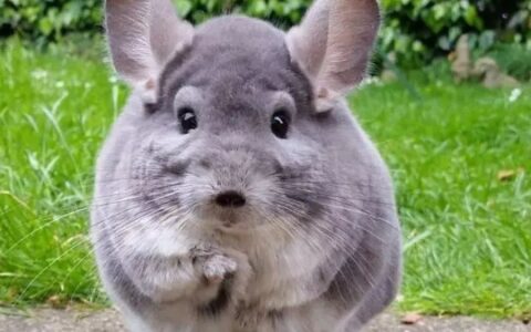 如何挑选健康可爱龙猫？（龙猫的选购技巧）