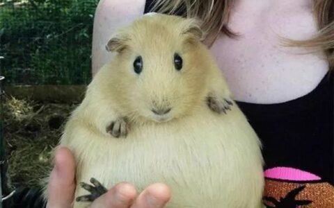 天竺鼠怀孕了会有什么征兆？