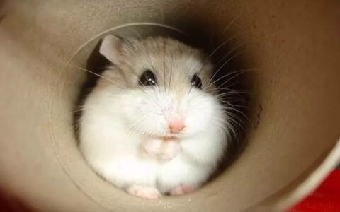 罗伯罗夫斯基仓鼠简介