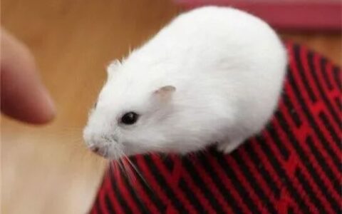 仓鼠如何正确地喝水？