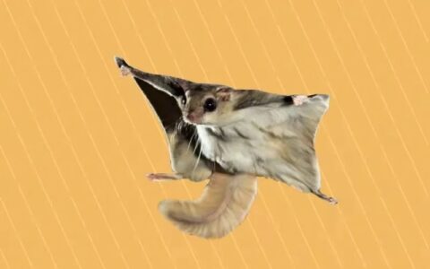 会飞的小萌物——鼯鼠应该怎么饲养？