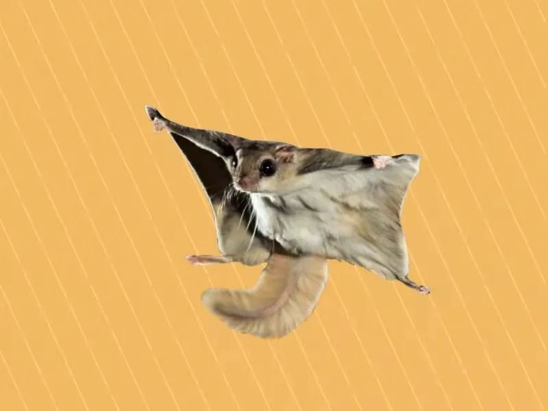 会飞的小萌物——鼯鼠应该怎么饲养？