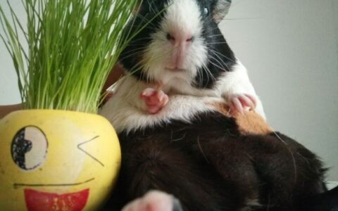 荷兰猪的死因分析（什么原因会导致荷兰猪短命）