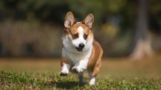 柯基犬为什么要把尾巴断掉？