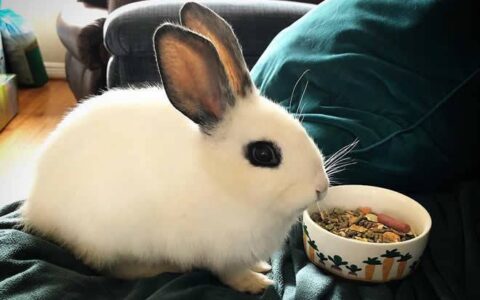 宠物兔的生活习性有哪些？