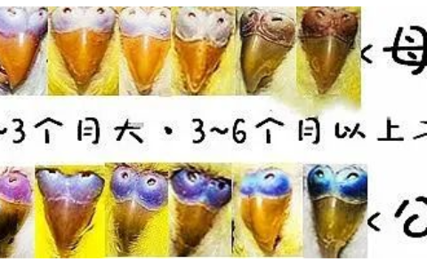 虎皮鹦鹉怎么分公母？