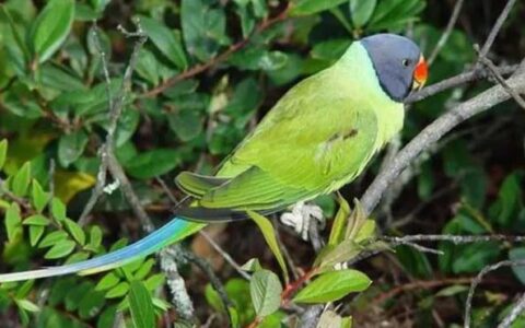 国产的10种野生鹦鹉品种，你知道几种？
