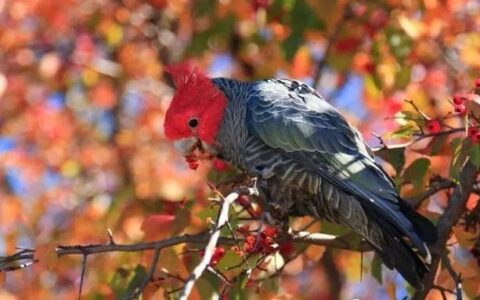 虎皮鹦鹉感冒、肠炎、疥廯的预防及治疗方法