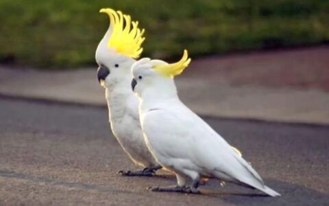 如何给鹦鹉洗澡？（鹦鹉洗澡注意事项）