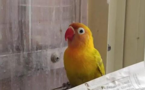 驯养鹦鹉揭秘：如何教鹦鹉说话？