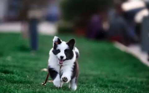 边境牧羊犬总是乱啃东西怎么办？