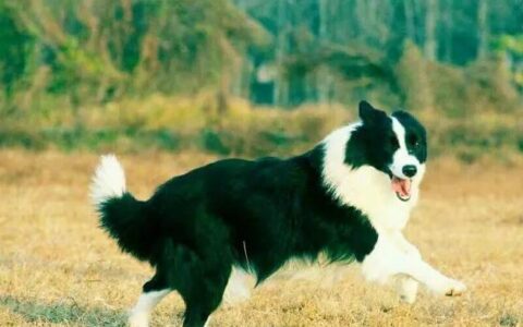 如何饲养边境牧羊犬？