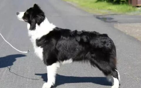 边境牧羊犬不爱带牵引绳怎么办？