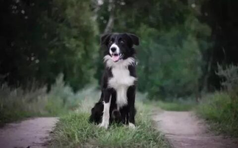 晚上带边境牧羊犬出门的几个注意事项