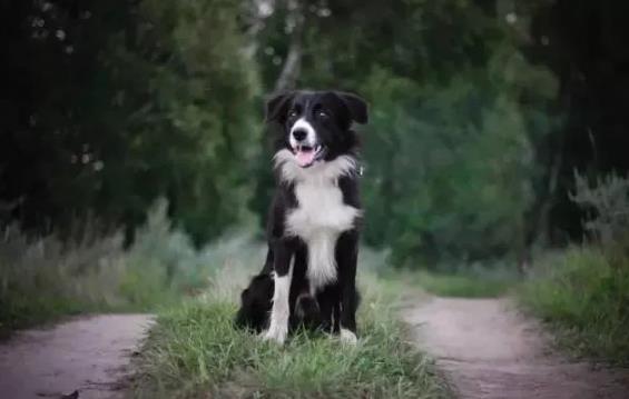 晚上带边境牧羊犬出门的几个注意事项