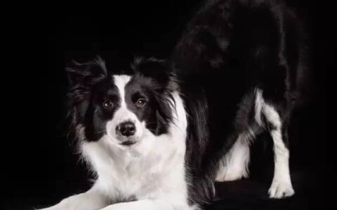 边境牧羊犬步态异常是怎么回事？