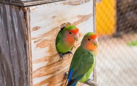 饲养鹦鹉五大基本条件