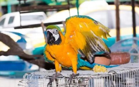 笼子立马养鸟为什么容易生病？