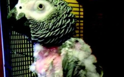 鹦鹉一直在笼子里会痛苦吗？