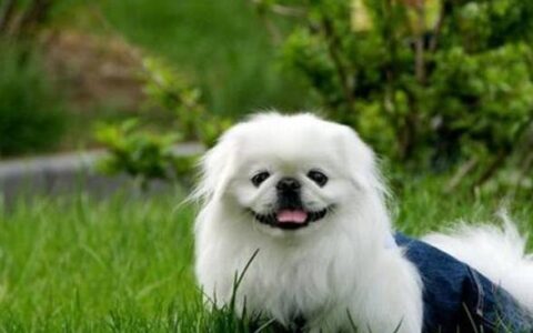 喂养京巴犬的注意事项