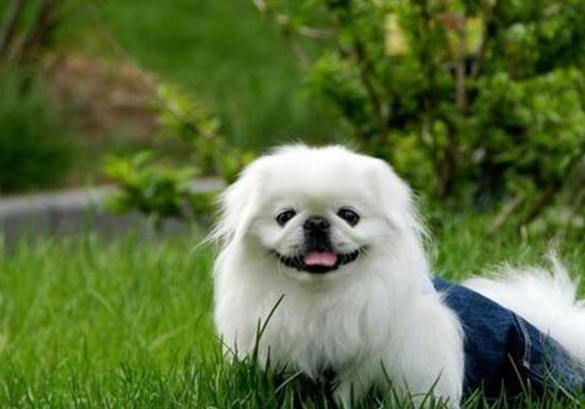喂养京巴犬的注意事项