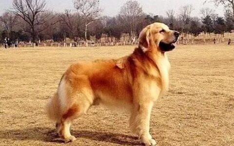 女生适合养什么品种的狗狗？（6大适合女生养的大型犬）