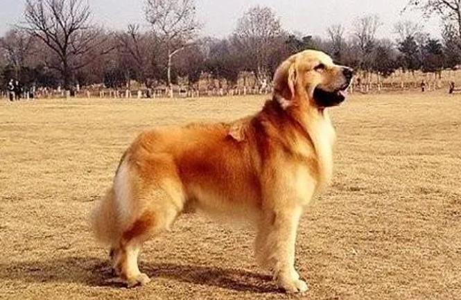 拉布拉多犬和金毛犬有什么区别该怎么区分？