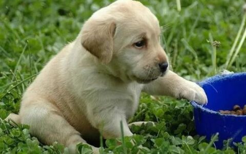 小狗几个月断奶？狗宝宝断奶后吃什么好？