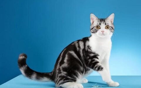 美国短毛猫性格缺点有哪些？