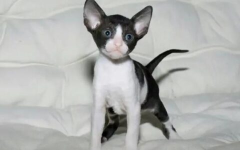 柯尼斯卷毛猫的形态特征、性格特点及养护知识