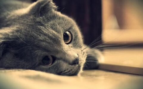 如何治疗猫癣？猫癣会传染给人吗？