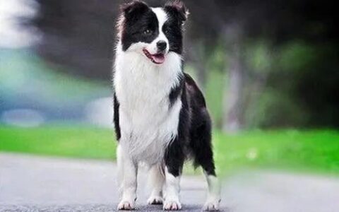 如何训练牧羊犬的睡眠习惯？