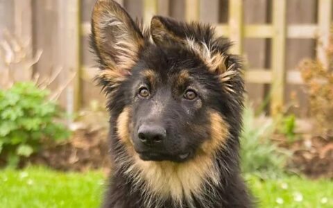 盘点最受欢迎的十大大型犬，你最喜欢哪一种？