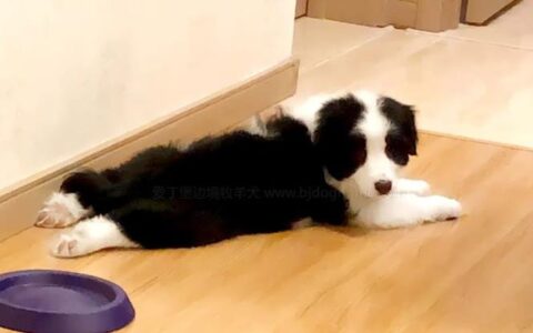 边境牧羊犬可以吃零食吗？