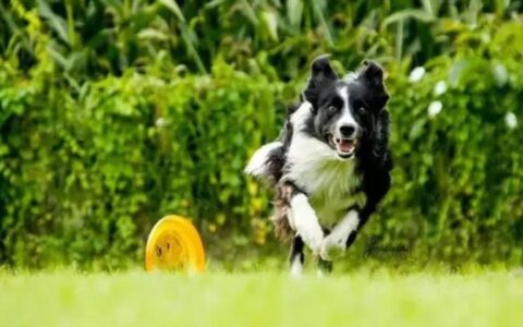 边境牧羊犬完全训练手册