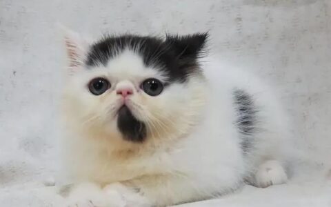 加菲猫多少钱一只？