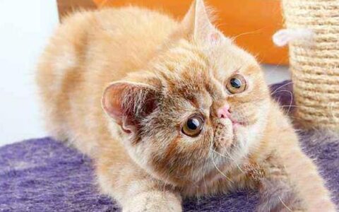 为什么人们喜欢加菲猫？