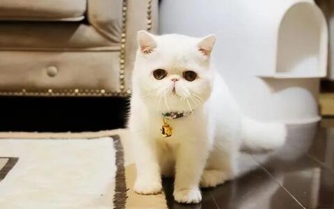 加菲猫的优缺点有什么？