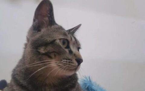 猫咪如果身体长满了虫子会怎么样？