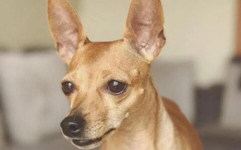 小鹿犬品种简介