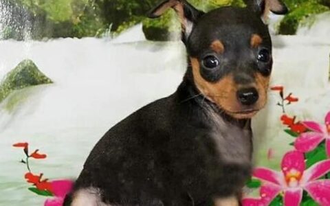 怎么养好小鹿犬？（要养好小鹿犬需要注意哪些问题）