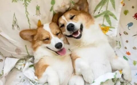 如何解决柯基犬掉毛严重问题？