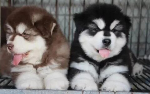 阿拉斯加犬好养吗？（怎么养阿拉斯加雪橇犬？）