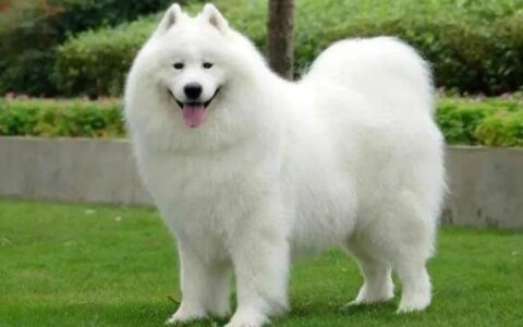 如何选出品相完美的白色萨摩耶？