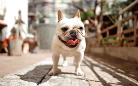 5种适合上班族养的狗狗品种，你喜欢哪个？