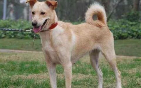 中华国犬：中华田园犬