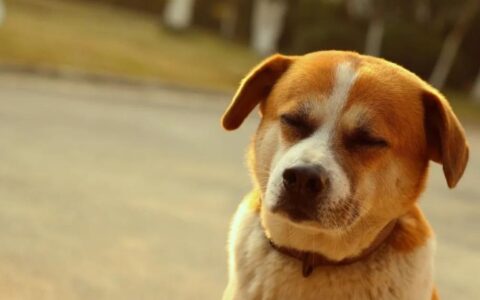 养狗新手？这六种狗子你一定不能错过！