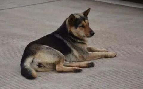 中华田园犬六大品种都有哪些？