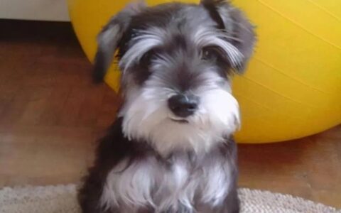 为什么不建议养雪纳瑞犬？